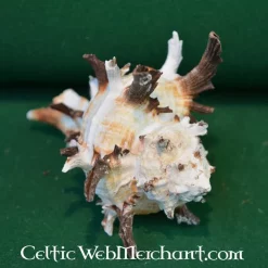 Dogwhelk -Rustning Salgsbutik dogwhelk 2