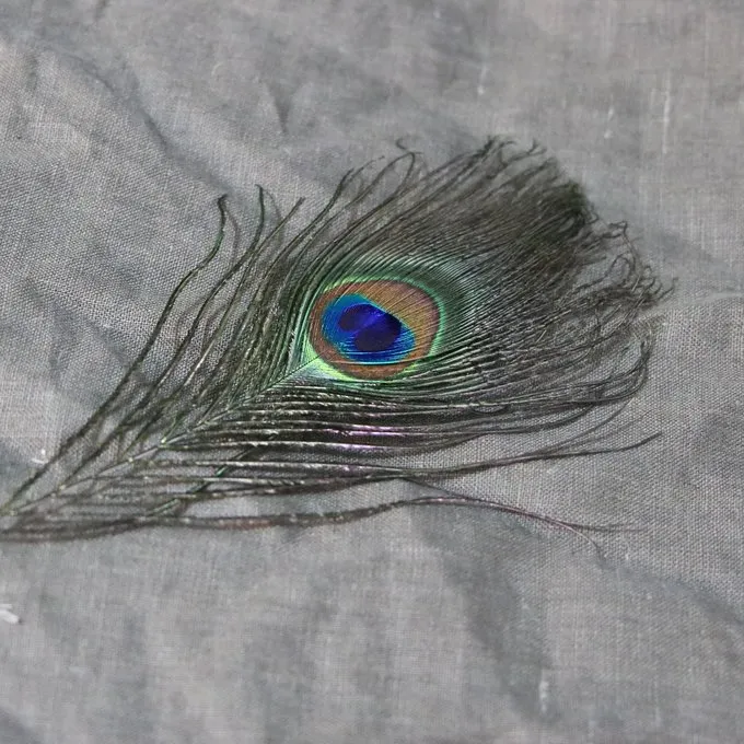 Peacock Fjer, 20 Cm 2 Peacock Fjer, 20 Cm - Billede 2